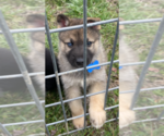 Puppy 3 German Shepherd Dog-Siberian Husky Mix
