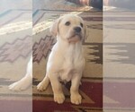 Small Photo #3 Labrador Retriever Puppy For Sale in HARRISON, AR, USA