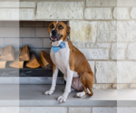 Small Boxer Mix