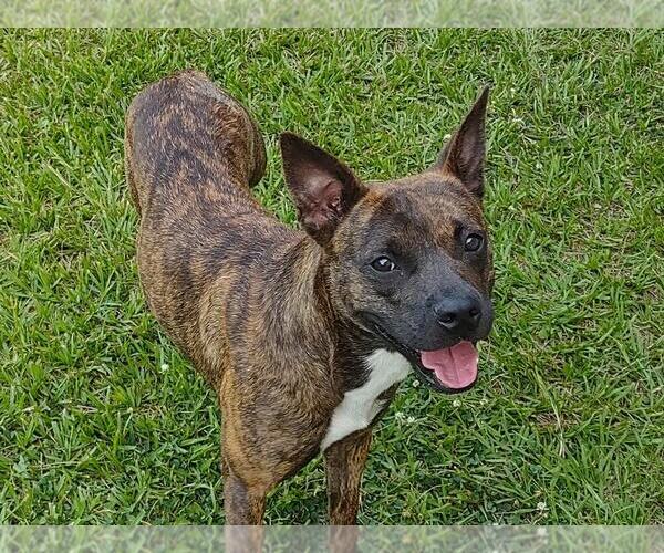 Medium Photo #7 Mutt Puppy For Sale in Abbeville, LA, USA
