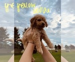 Small Photo #66 Goldendoodle Puppy For Sale in WEST PLAINS, MO, USA