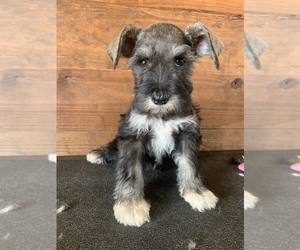 Schnauzer (Miniature) Puppy for sale in SILER CITY, NC, USA