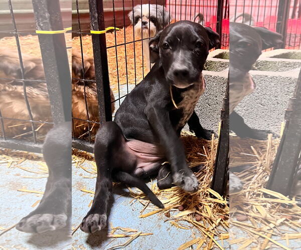 Medium Photo #2 Staffordshire Bull Terrier-Unknown Mix Puppy For Sale in Tracy City, TN, USA