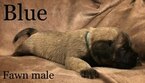 Small Photo #2 Mastiff Puppy For Sale in MANSFIELD, OH, USA
