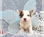 Small Photo #10 Pembroke Welsh Corgi Puppy For Sale in NORWOOD, MO, USA