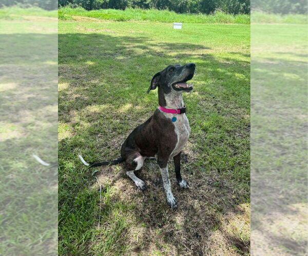 Medium Photo #5 German Shorthaired Pointer-Great Dane Mix Puppy For Sale in Bullard, TX, USA