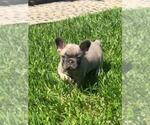 Small Photo #5 French Bulldog Puppy For Sale in WHITTIER, CA, USA