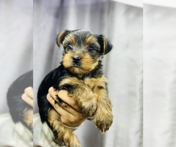 Medium Photo #1 Yorkshire Terrier Puppy For Sale in SAN BERNARDINO, CA, USA