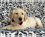 Small Photo #2 Golden Labrador Puppy For Sale in LANCASTER, PA, USA