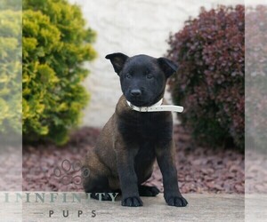 Belgian Malinois Puppy for sale in HONEY BROOK, PA, USA