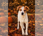 Small Photo #4 Catahoula Leopard Dog-Unknown Mix Puppy For Sale in Brooksville, FL, USA