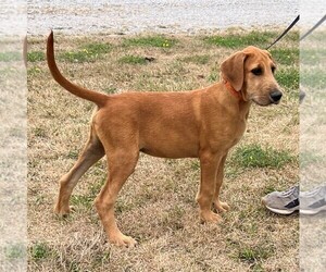 Great Dane-Poodle (Standard) Mix Puppy for sale in CHARITON, IA, USA