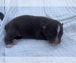 Small Photo #16 Australian Shepherd Puppy For Sale in YADKINVILLE, NC, USA