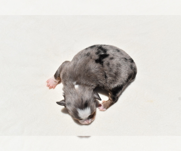 Medium Photo #7 Miniature Australian Shepherd Puppy For Sale in PALM COAST, FL, USA