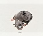Small #6 Miniature Australian Shepherd