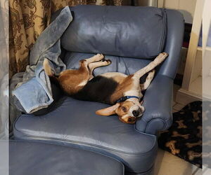 Beagle Dogs for adoption in Tampa, FL, USA