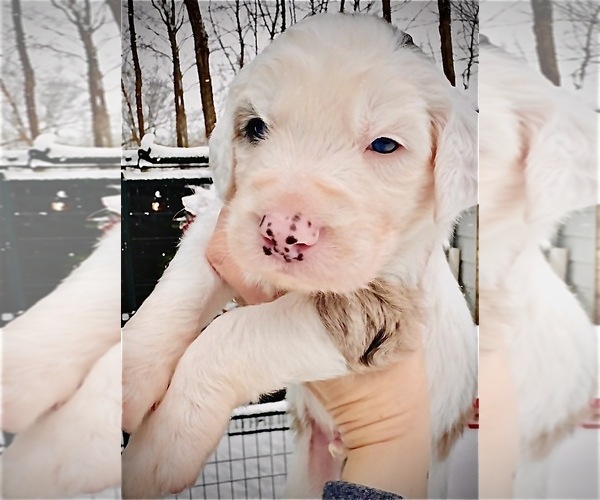 Medium Photo #4 Sheepadoodle Puppy For Sale in BUFFALO, MN, USA