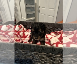 Morkie-Poodle (Toy) Mix Puppy for sale in WHITE OAK, GA, USA