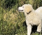 Puppy 4 Great Pyrenees-Newfoundland Mix
