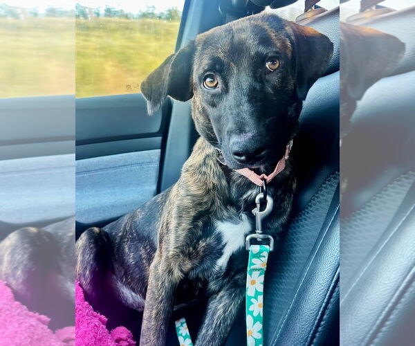 Medium Photo #3 Labrador Retriever-Unknown Mix Puppy For Sale in Omaha, NE, USA