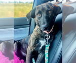 Small #2 Labrador Retriever Mix