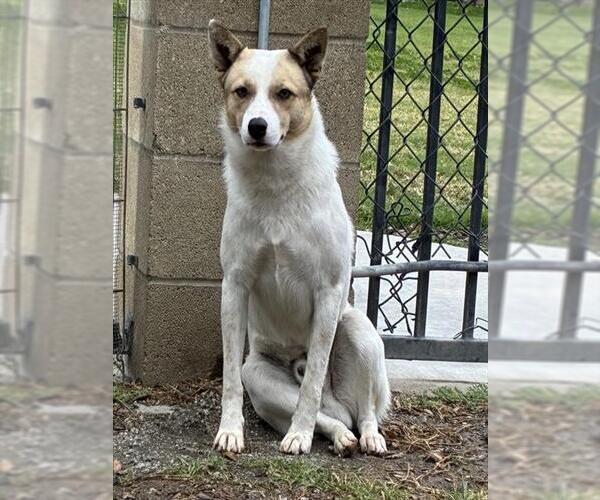 Medium Photo #2 Mutt Puppy For Sale in Riverside, CA, USA