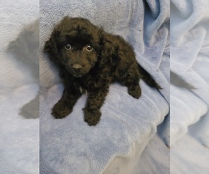 Maltipoo Puppy for sale in GRANDVILLE, MI, USA