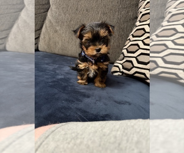 Medium Photo #4 Yorkshire Terrier Puppy For Sale in PORTLAND, OR, USA