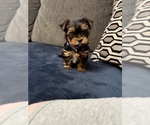 Small #3 Yorkshire Terrier