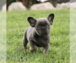 Small #3 French Bulldog