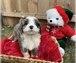 Puppy 5 Miniature Bernedoodle