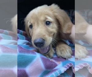 Golden Retriever Puppy for sale in WESLEY CHAPEL, FL, USA