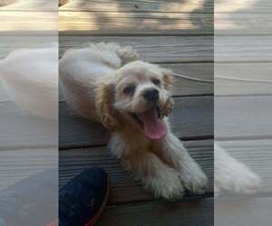Cocker Spaniel Puppy for Sale in OLA, Arkansas USA