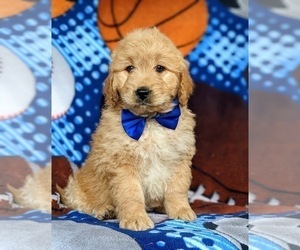 Goldendoodle-Poodle (Miniature) Mix Puppy for sale in KIRKWOOD, PA, USA