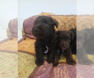 Schnauzer (Miniature) Puppy for sale in GALVA, IL, USA
