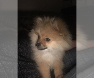 Father of the Pomeranian puppies born on 04/17/2019