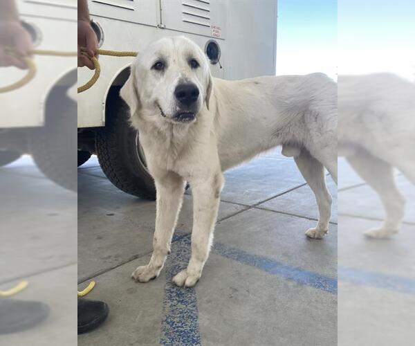 Medium Photo #1 Great Pyrenees Puppy For Sale in Bakersfield, CA, USA