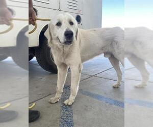 Great Pyrenees Dogs for adoption in Bakersfield, CA, USA