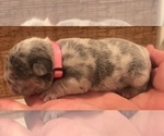 Small Photo #12 French Bulldog Puppy For Sale in PLACERVILLE, CA, USA
