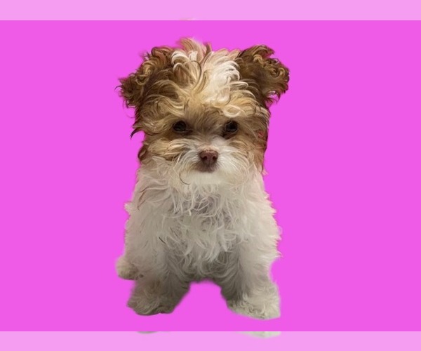 Medium Photo #6 Maltipoo (Miniature) Puppy For Sale in SAN ANTONIO, TX, USA