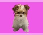Small #5 Maltipoo (Miniature)
