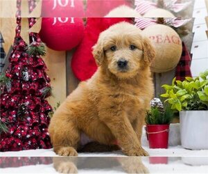 Goldendoodle Puppy for sale in AUSTIN, TX, USA