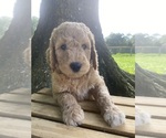 Puppy Puppy 2 Goldendoodle