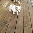 Small Photo #2 Bulldog Puppy For Sale in LOUISVILLE, KY, USA