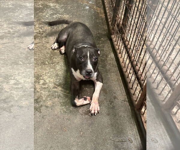Medium Photo #1 American Bulldog-Unknown Mix Puppy For Sale in Jackson, MS, USA