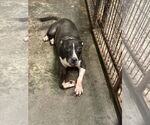 Small American Bulldog Mix