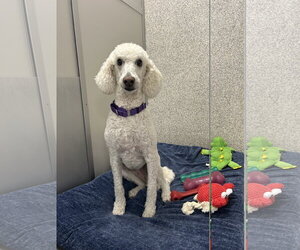 Goldendoodle Dogs for adoption in Lancaster, PA, USA
