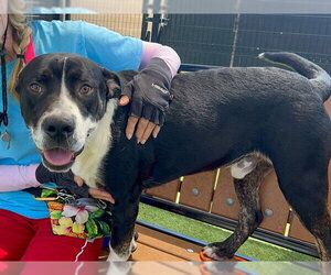 Mastiff-Unknown Mix Dogs for adoption in Orange, CA, USA