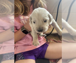 Small #3 Golden Retriever