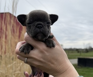French Bulldog Puppy for sale in OXFORD, OH, USA